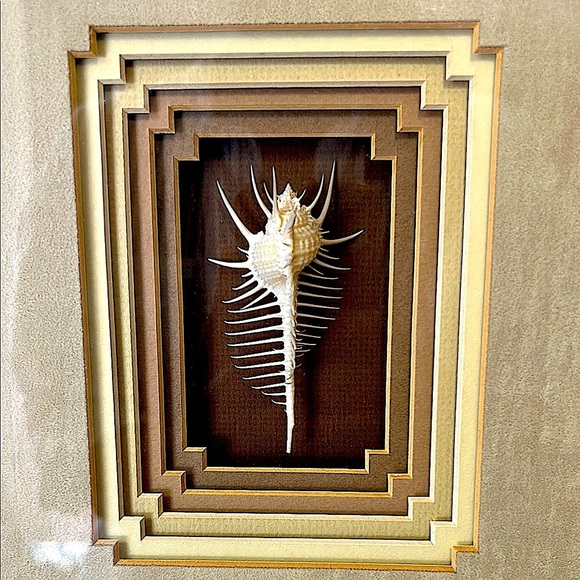 Rare Venus Murex Shell in Tiered Shadow Box Frame - Real This is Not a Picture - Picture 3 of 10